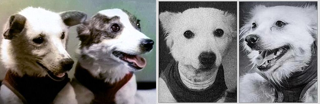 Собаки-космонавты Белка и Стрелка (слева), Комета и Шутка, успешно вернувшиеся на Землю.