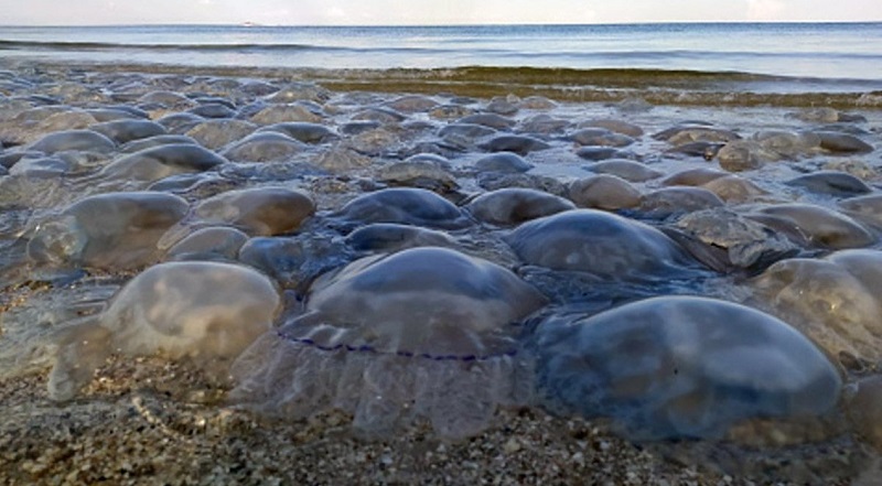 Мёртвые медузы на азовском побережье 