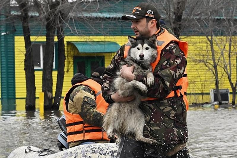 Спасатели протягивают руку помощи всем животным, пострадавшим от потопа. Этому пёсику тоже повезло
