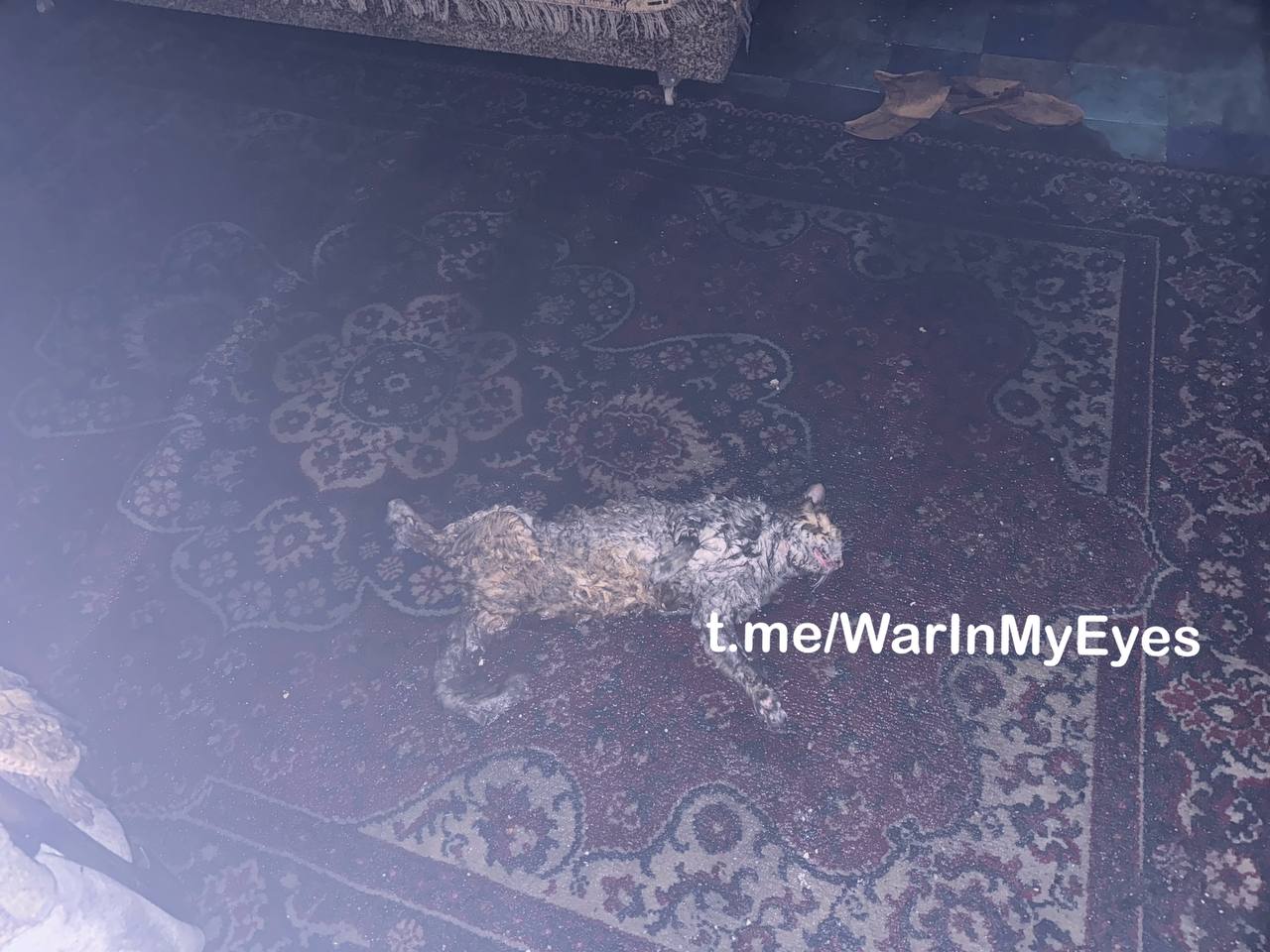 Последствия попадания ударного БПЛА в многоквартирный дом в Красногвардейском районе Макеевки, в результате которого погибли мужчина и кошка 