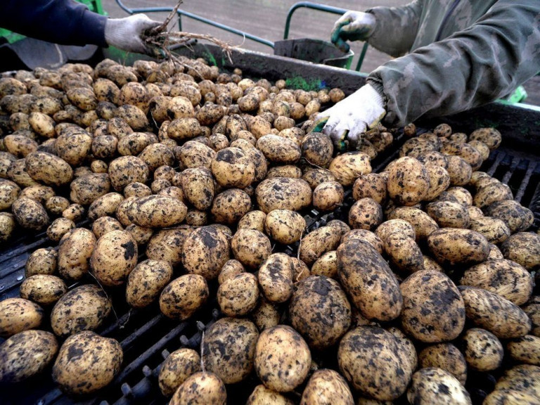 Украинский картофель