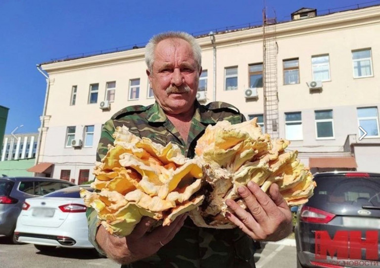 На заглавном фото: Пока польские паны ошиваются у белорусской границы и повышают градус напряжённости, белорусы собирают грибы. Вот и житель Минска Николай Калеина нашел в лесу гриб весом в 11 килограмм, сообщает агентство minsknews.by. Гриб оказался съедобным трутовиком. Половину Николай заморозит, а половину будет готовить разными способами.   Казалось бы, новость совсем  не относится к политике. Однако она тоже подчёркивает разницу между Белоруссией и Украиной, где военные действия на долгие десятилетия 