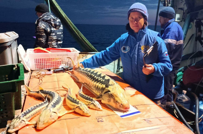 Возрождение осетра